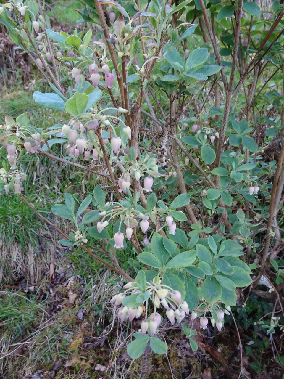 'Honshu Blue' (formerly Menziesia)